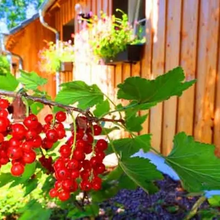 Сasa de vacaciones Lilie Hof Stallegg Löffingen